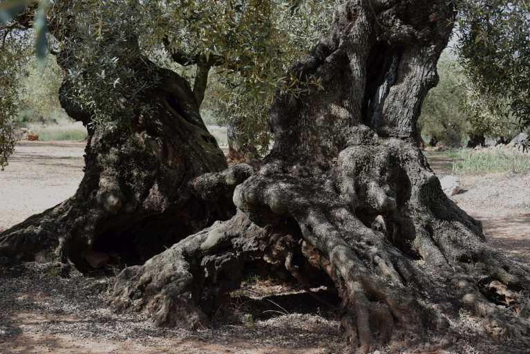 Oliveres de les que s'extreuen els olis Lacrima Olea