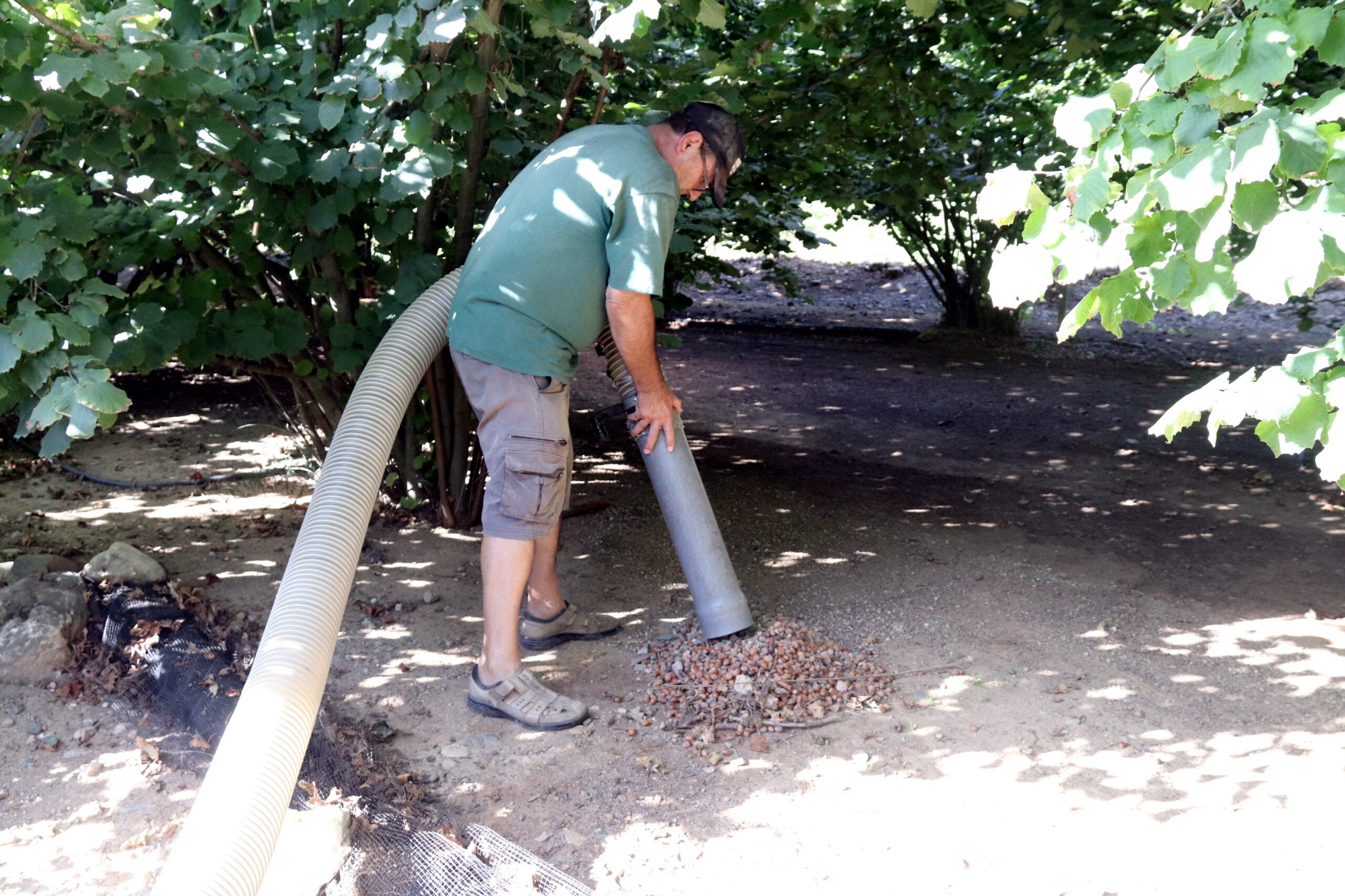 Rafel Español, responsable nacional del sector de la fruita seca d'Unió de Pagesos, amuntegant avellanes a la seva finca del Morell | ACN
