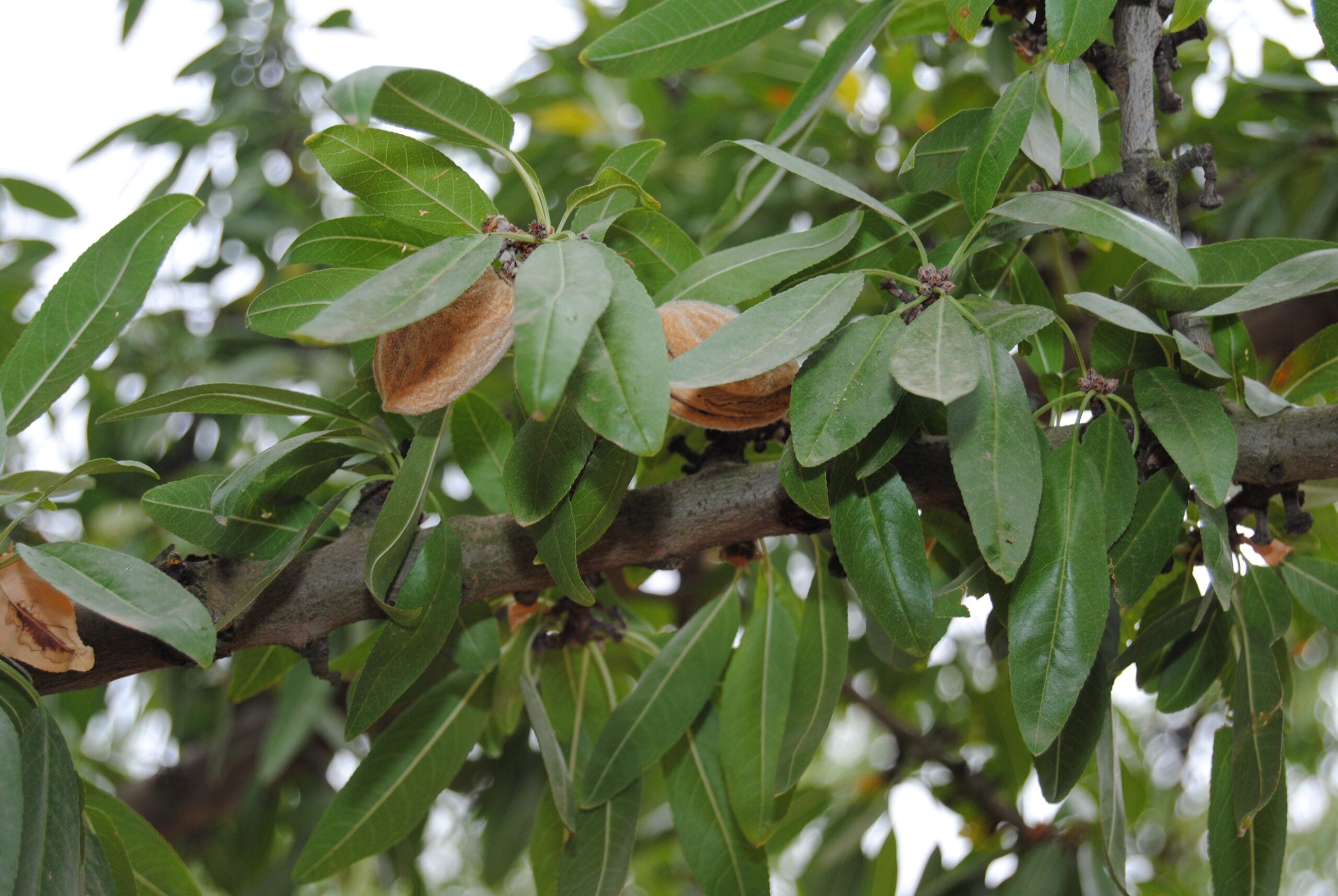 Ametlles en un arbre | ACN