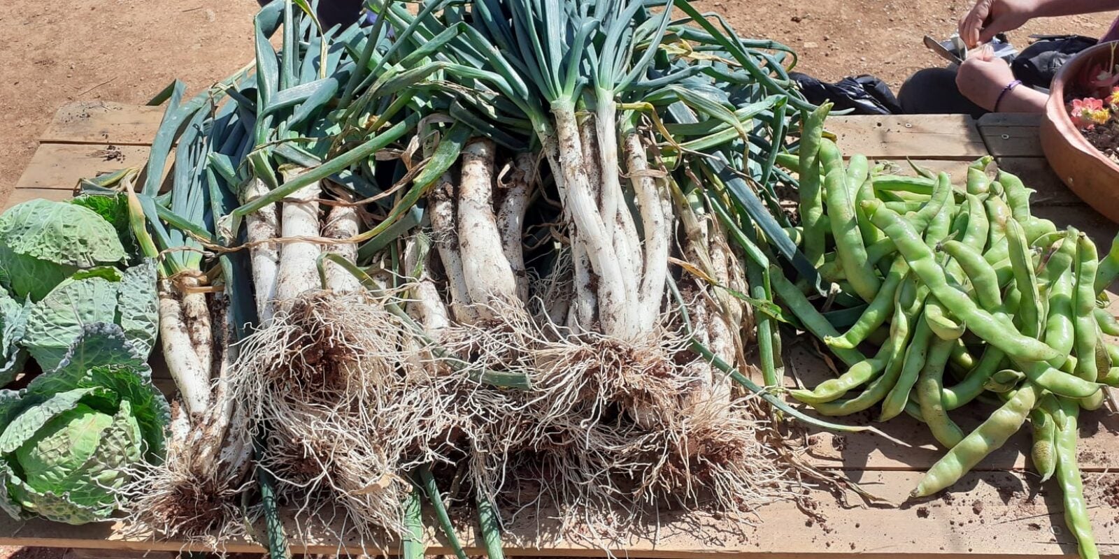 Calçots cultivats en un projecte d'inclusió a Canyelles / Horta amb Gràcia