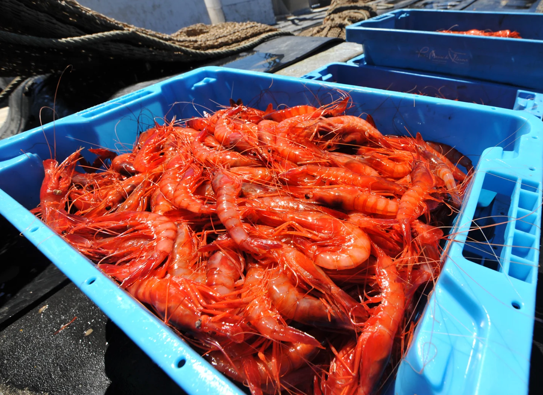 Gamba de Vilanova | Ajuntament de Vilanova i la Geltrú