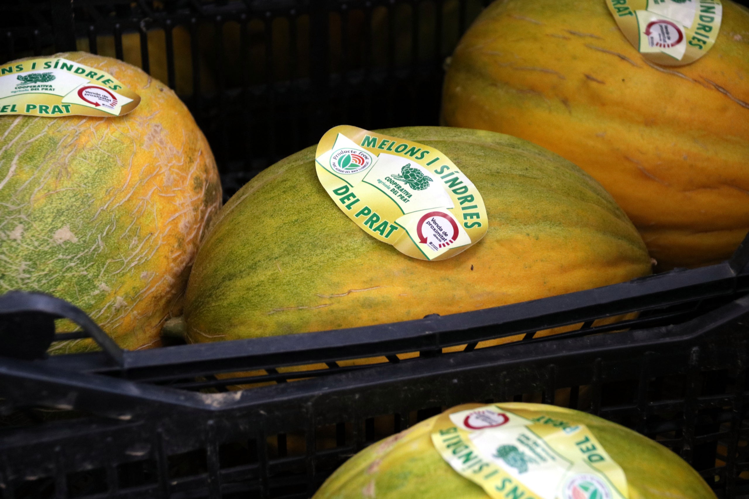 Melons del Prat de Llobregat a Mercabarna | ACN