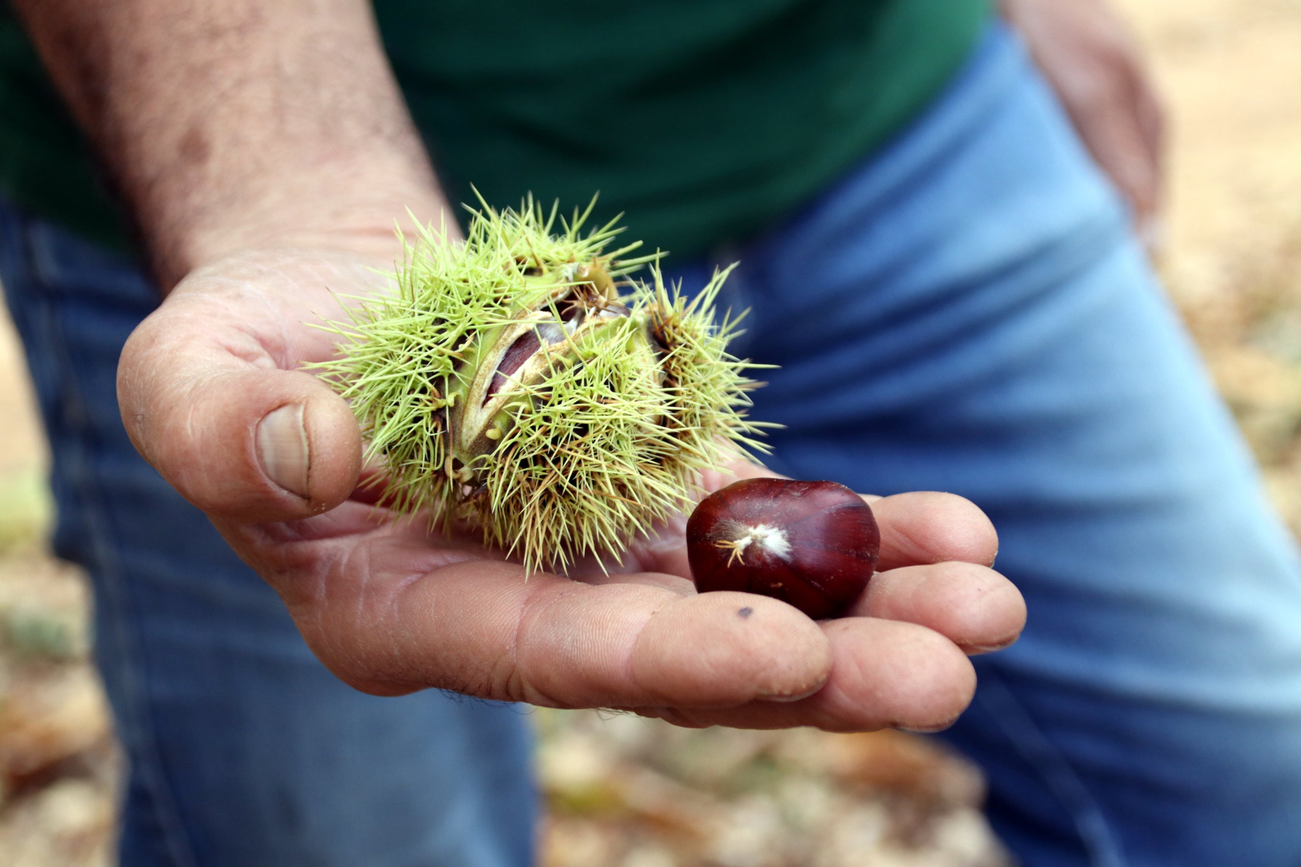 Detall d'un pelló a mig obrir i una castanya | ACN
