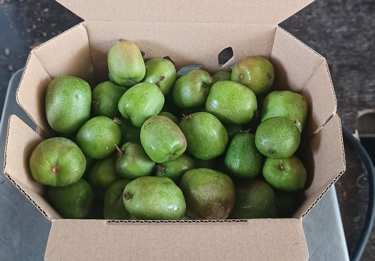 Kiwiños d'Arándanos el Cierrón | Facebook Arándanos El Cierrón