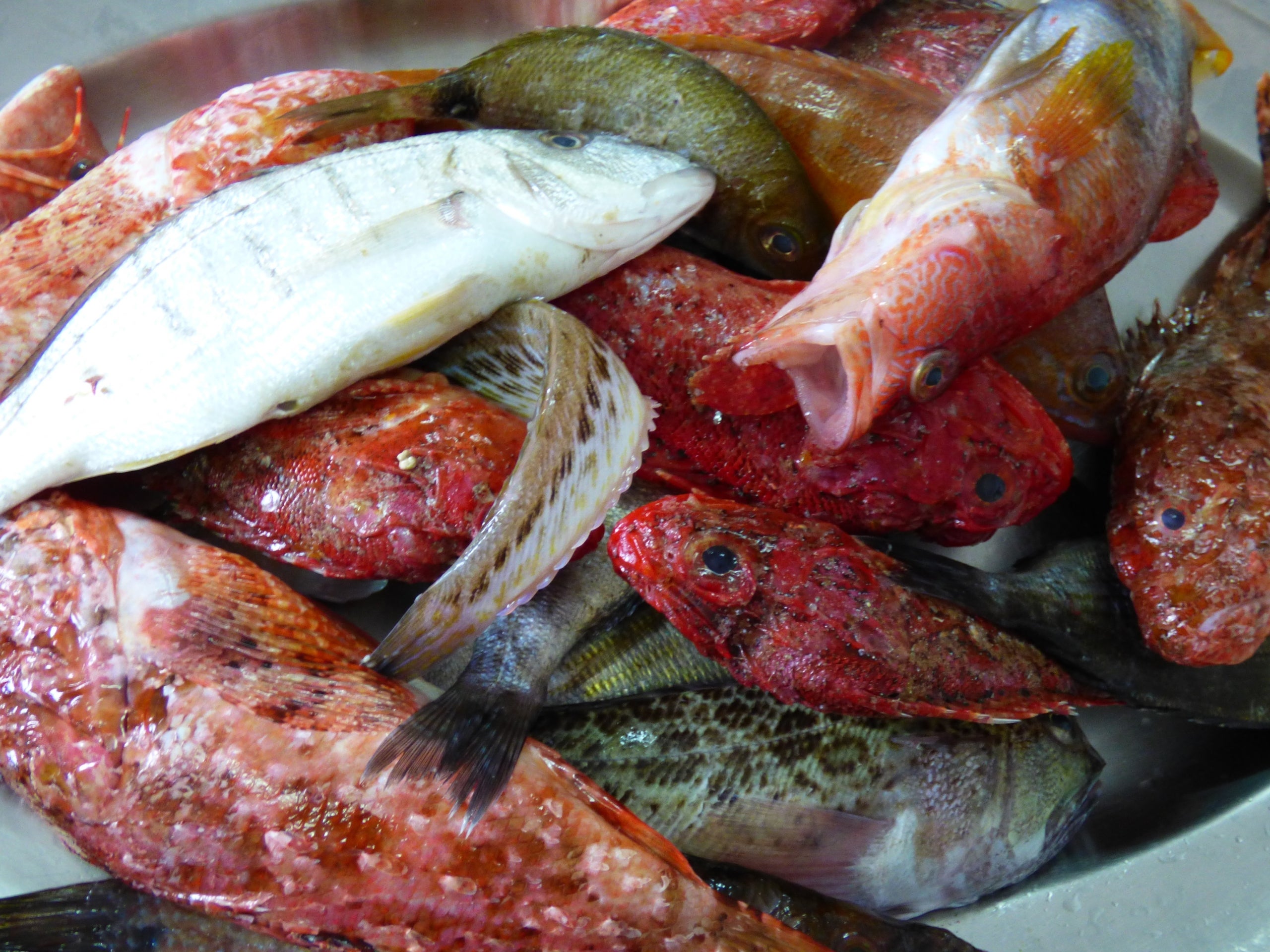 Peixos per fer un suquet | Pep Pelfort