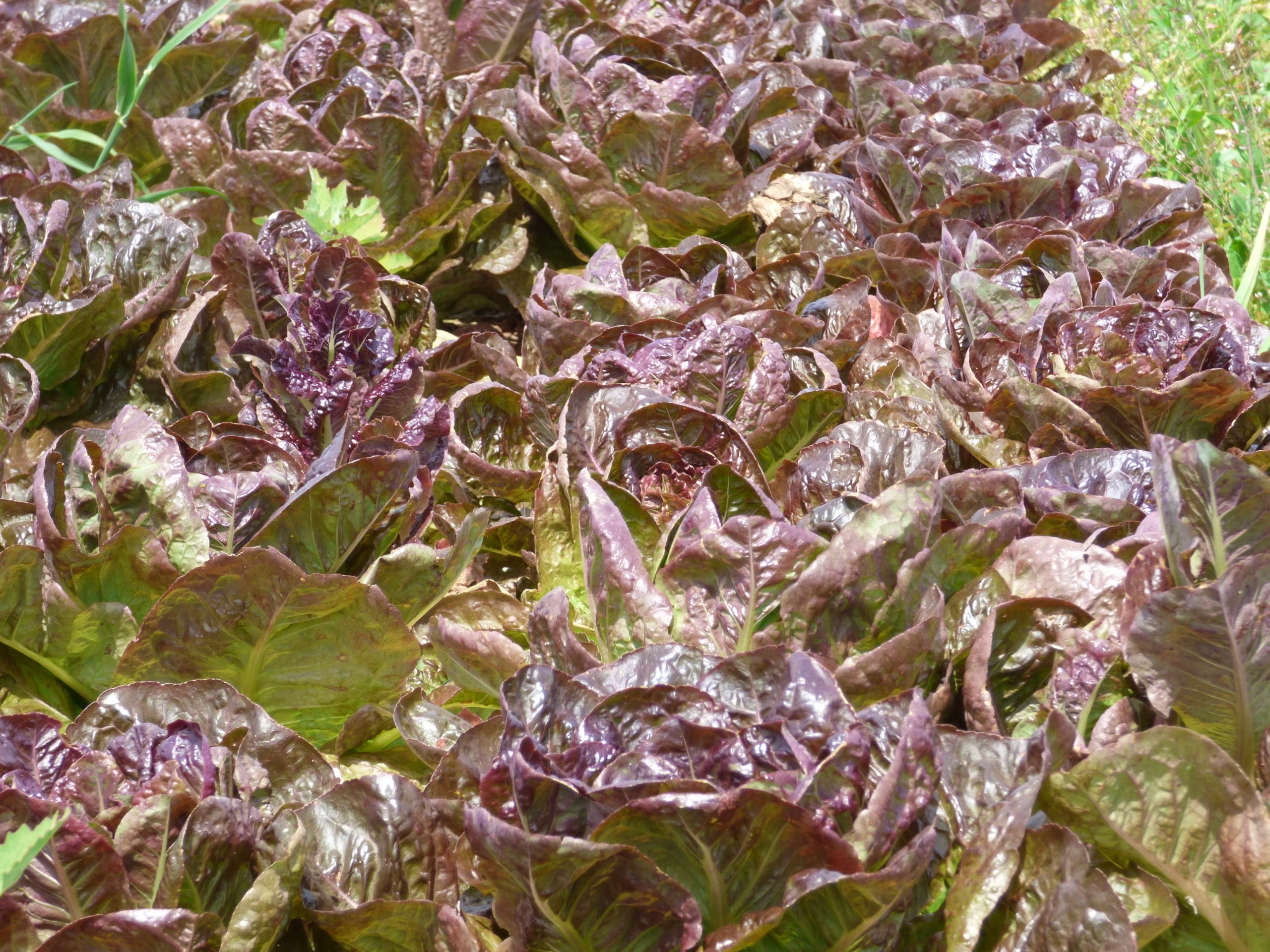 Enciams ecològics | Pep Pelfort