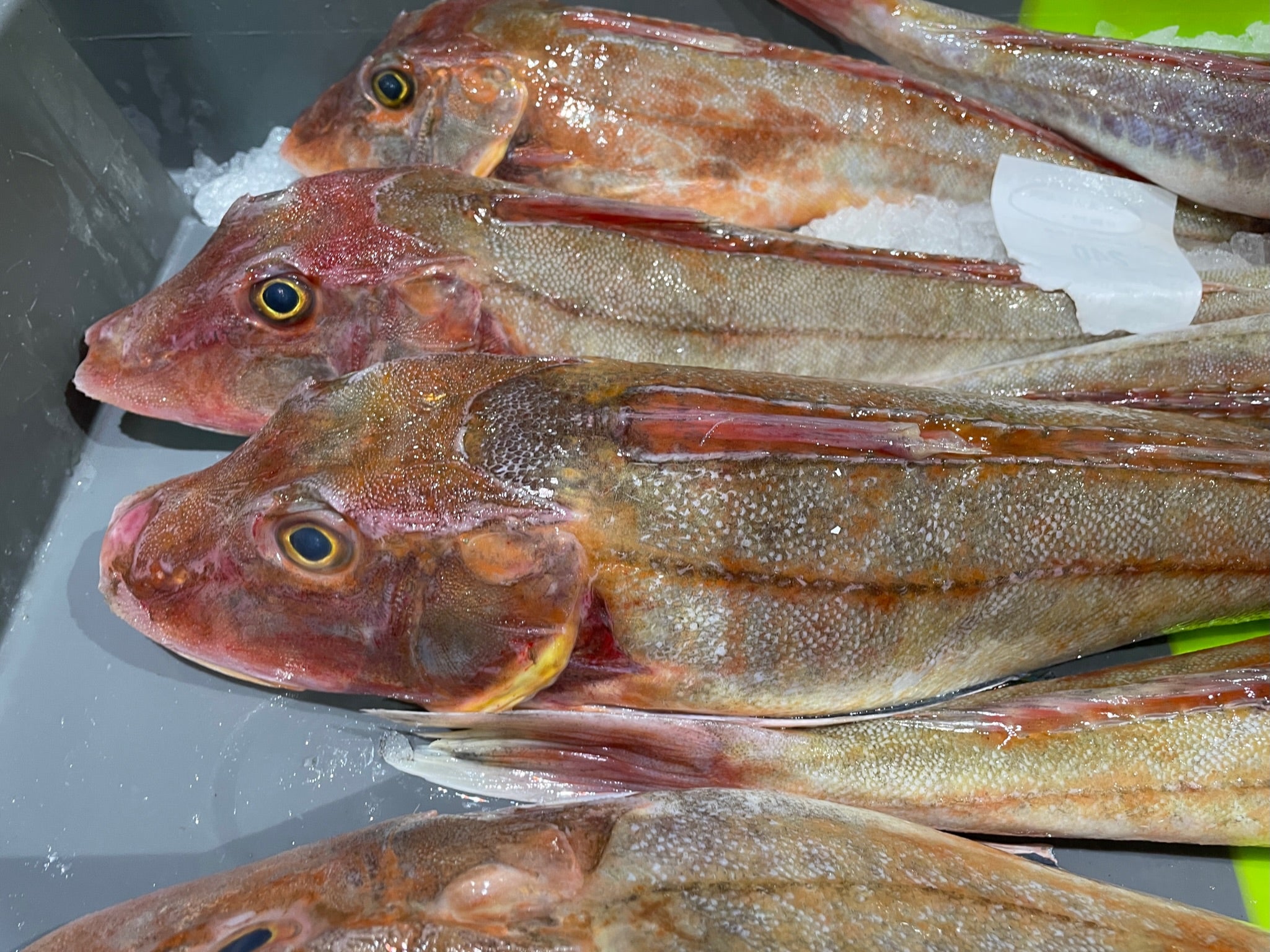 Lluernes salvatges | peixateriafite.com