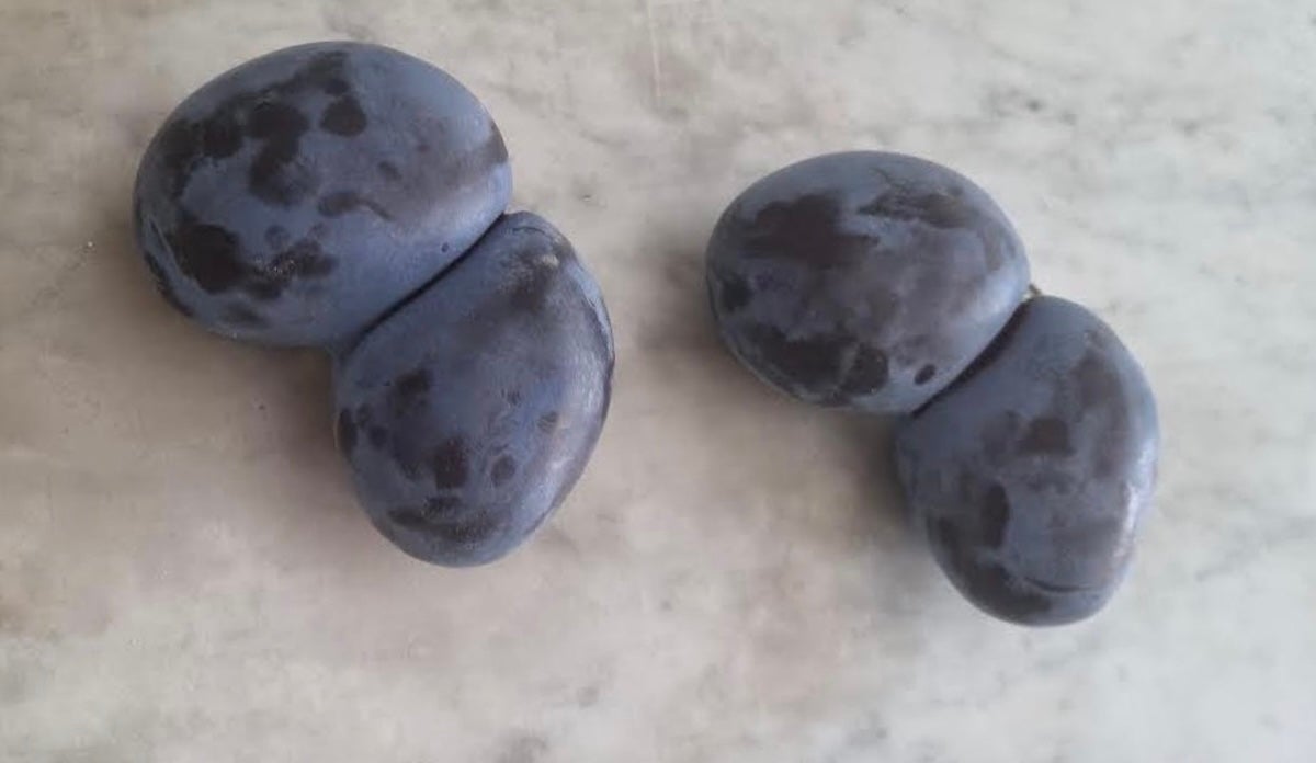 Dues prunes Colló de Frare negres | Cedida