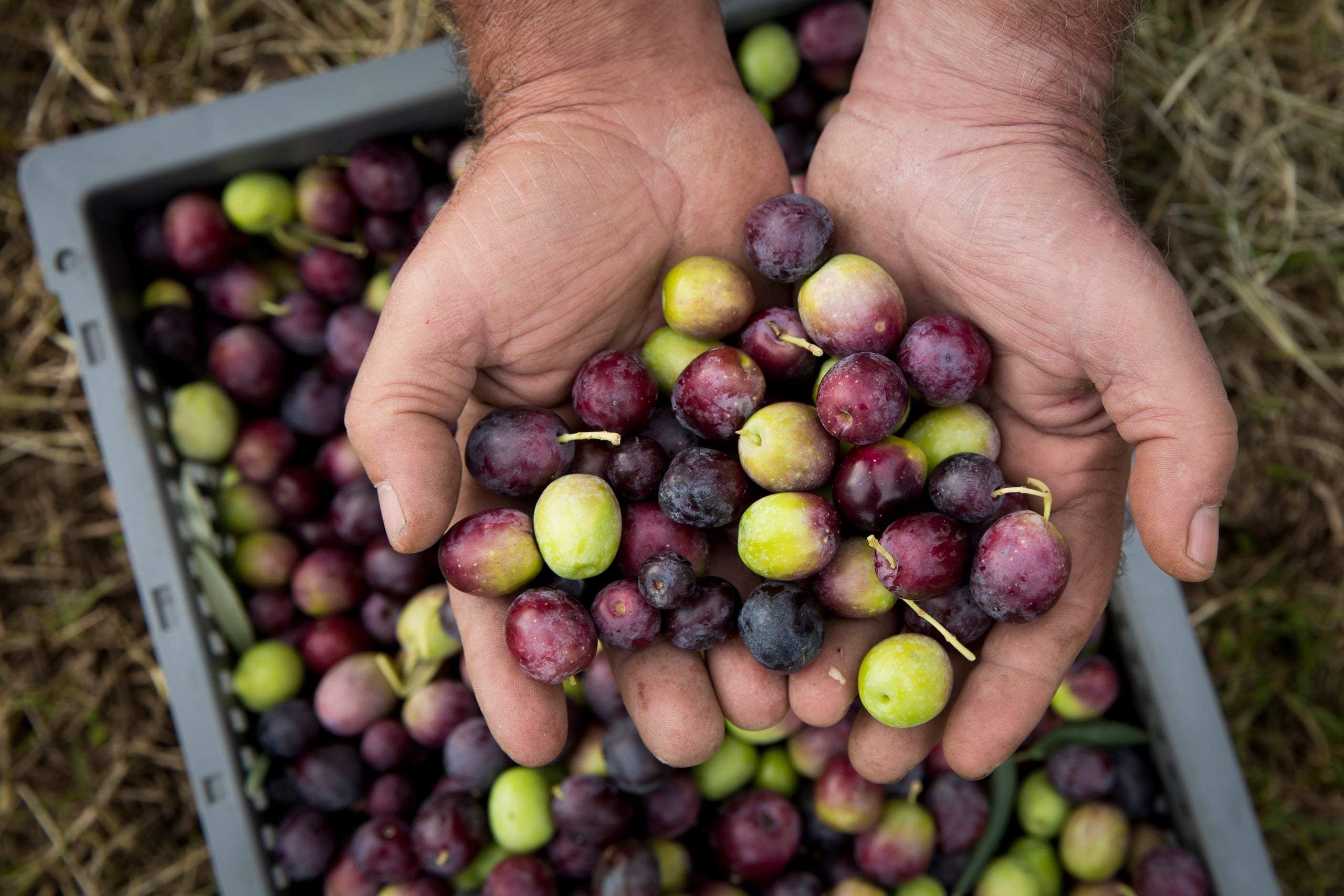 Diferents tipus d'olives | IRTA