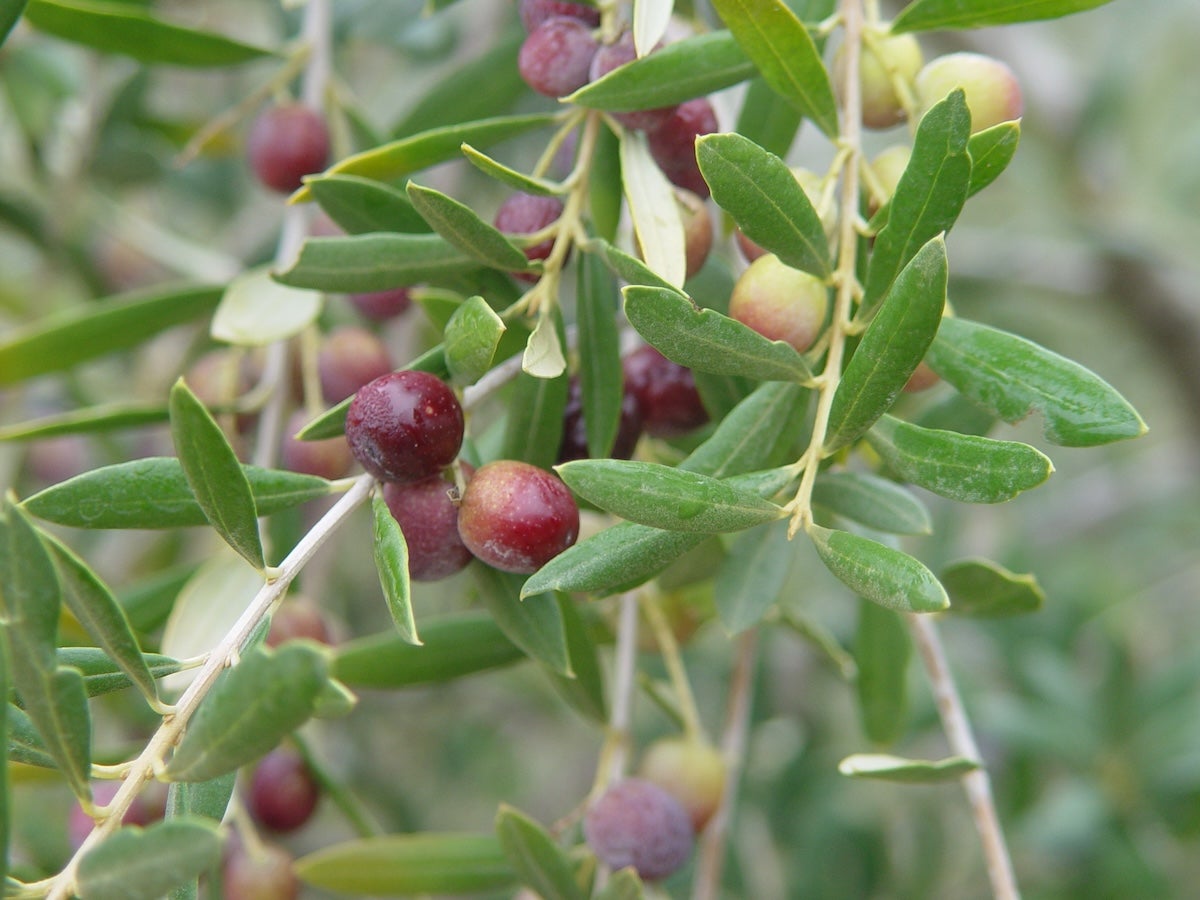 Oliva arbequina | IRTA