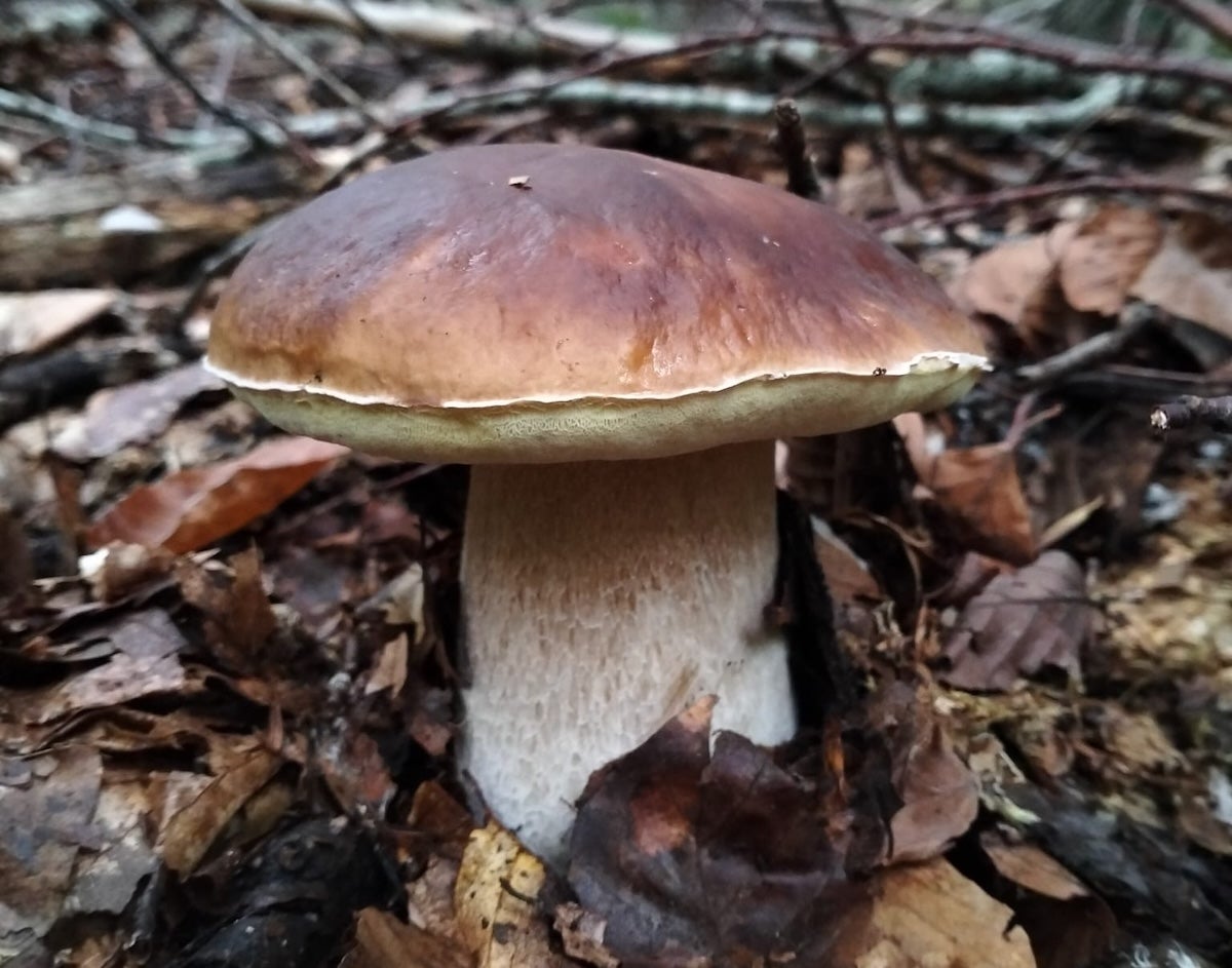 Un cep abans de ser collit | Adrià Guirado
