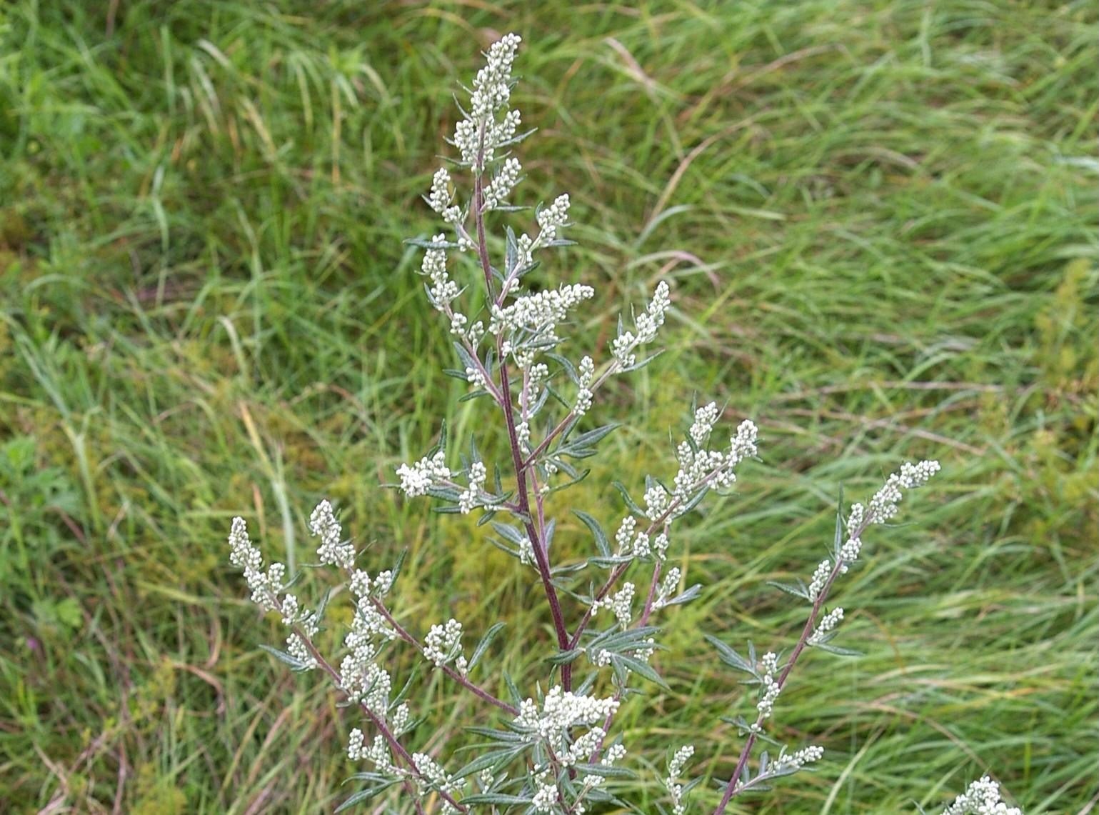 Artemísia vulgaris | CC BY-SA 3.0, https://commons.wikimedia.org/w/index.php?curid=244676
