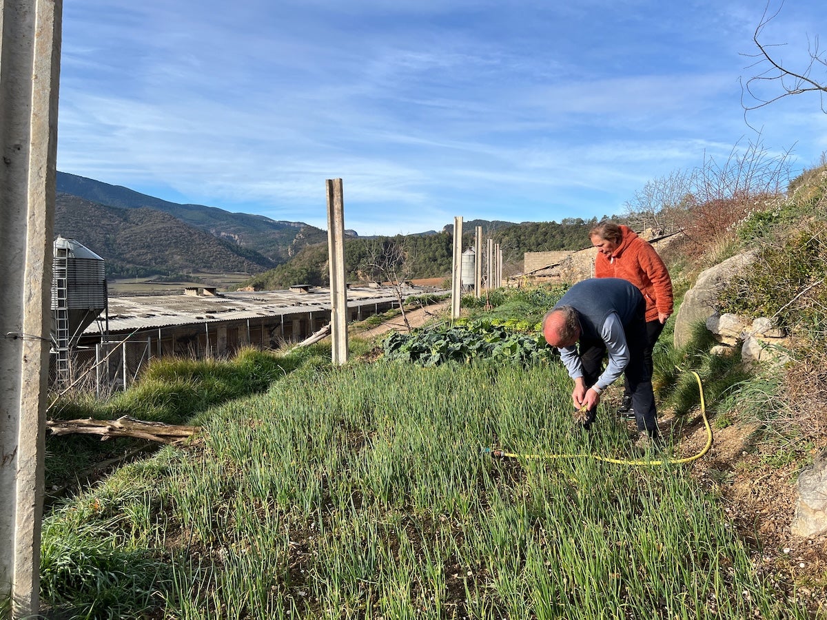 Antoni Desongles, collint planter de ceba de Coll de Nargó a la seva finca, amb la cuinera Montse Ramoneda al seu costat | ACN