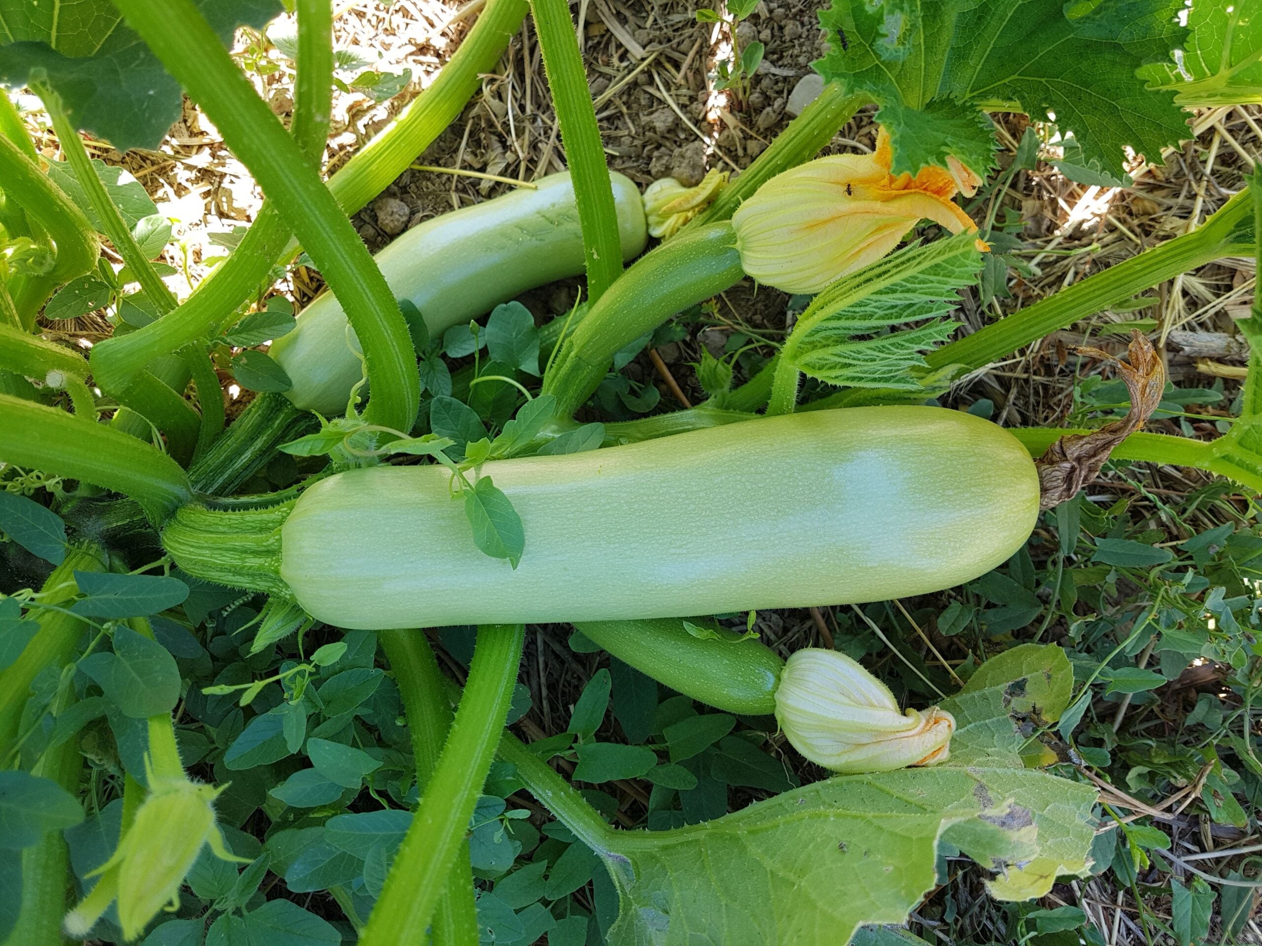 Carbassa gorrinenca o carbassó blanc | Associació l'Era