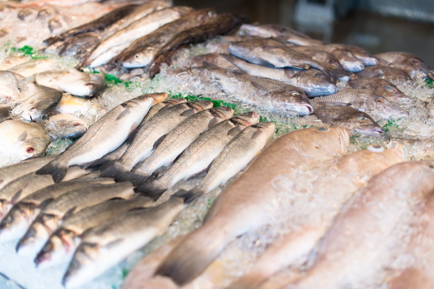 Diversos peixos en una peixateria | Freepik