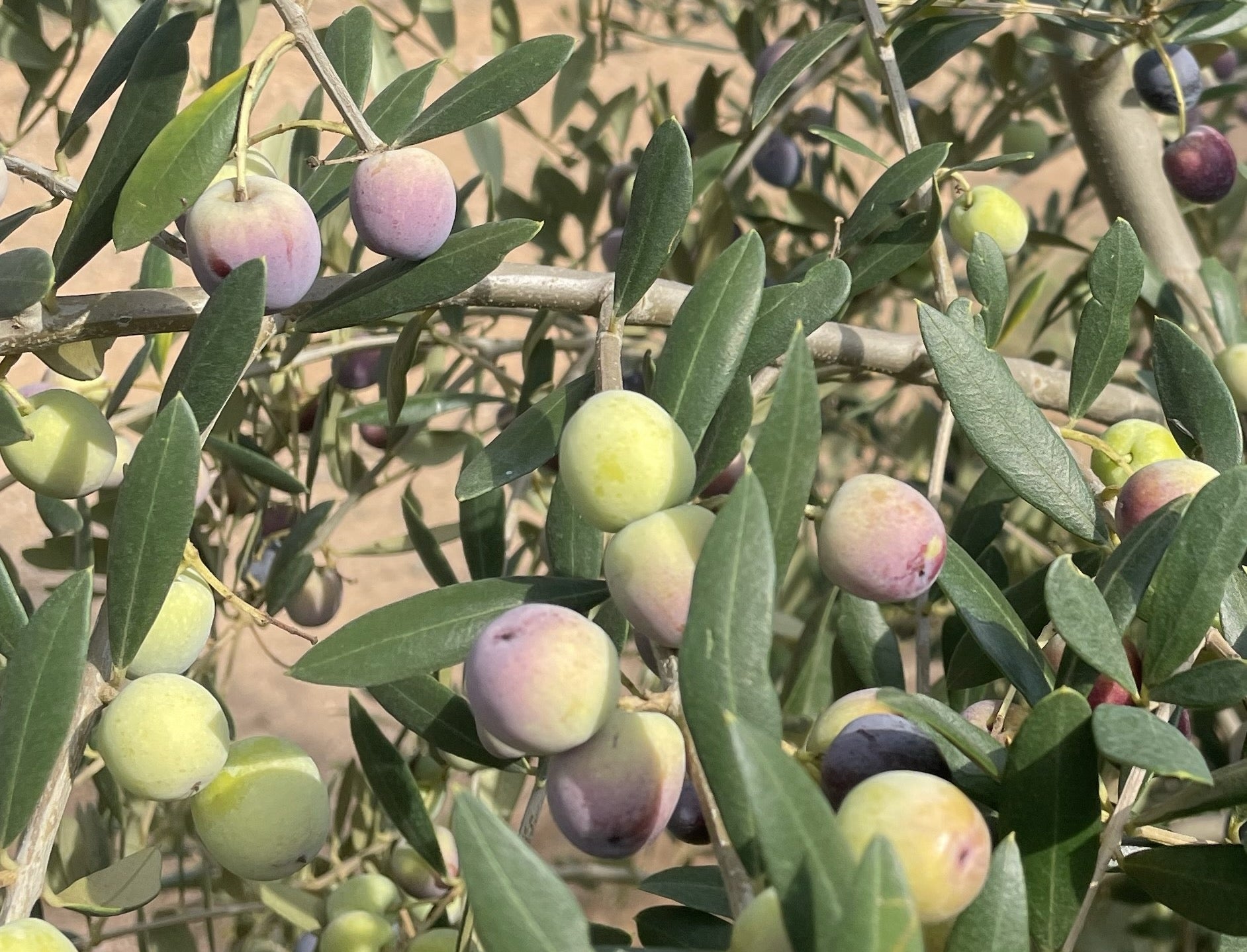Arbequina entrant en maduració | IRTA