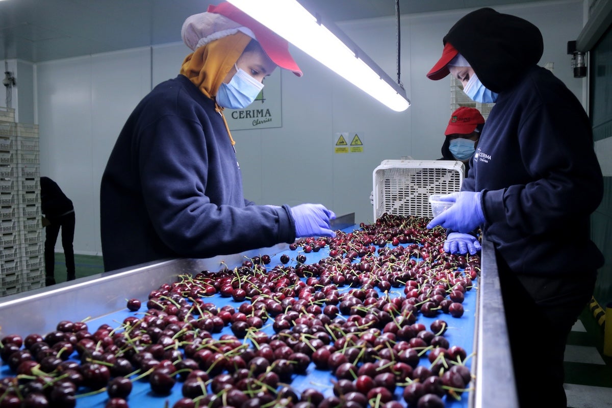 Dues treballadores a la planta d'envasament de Cerima Cherries a Tivissa | ACN