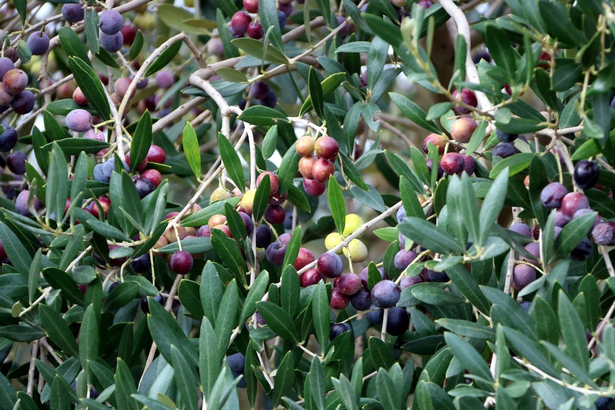 Ha començat la collita d'olives | ACN