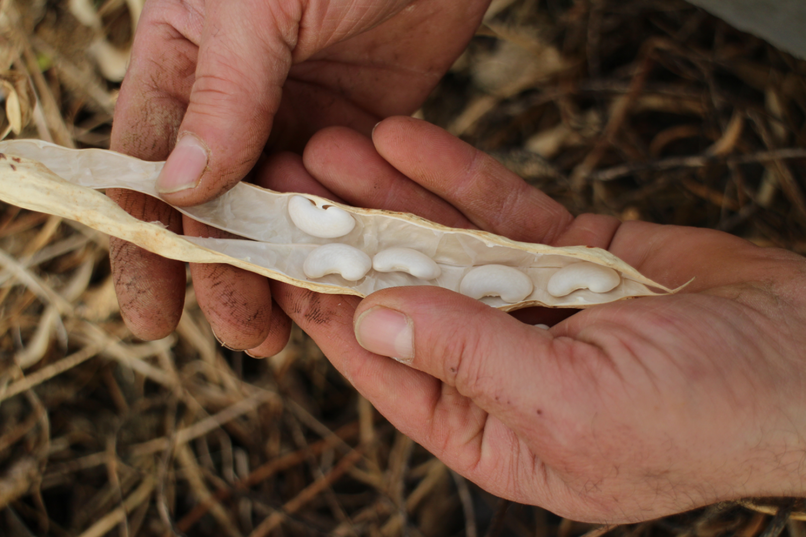 Mongeta del ganxet | Cedida