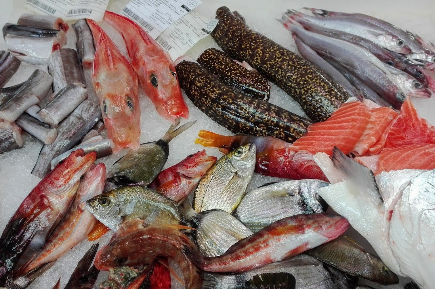 Diversos tipus de peix | Pep Pelfort