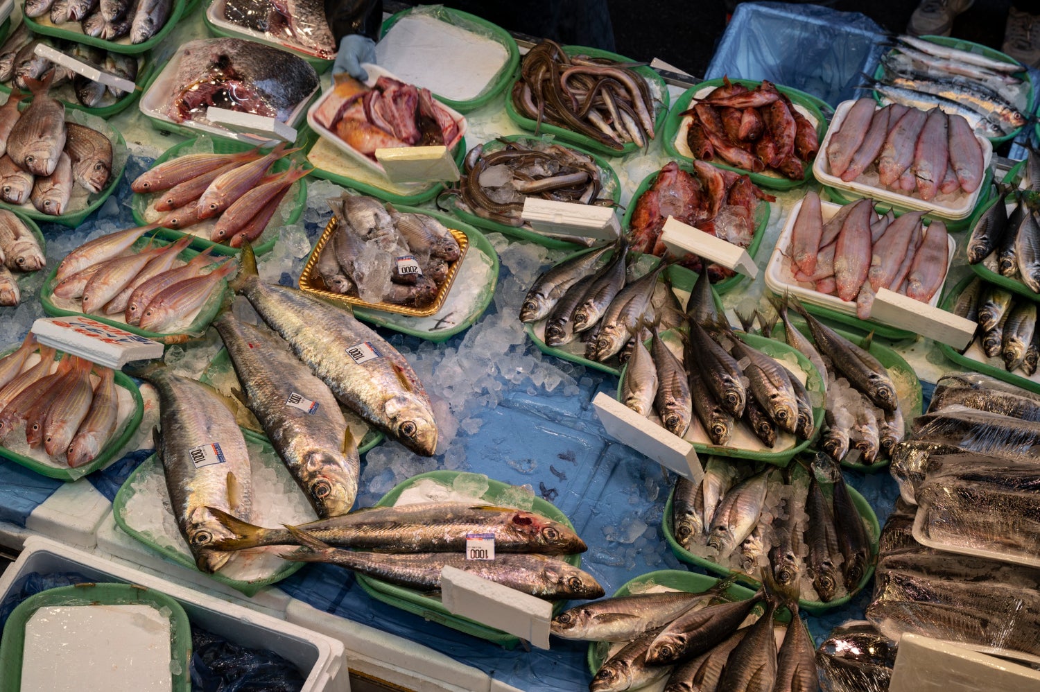 Diferents peixos en una peixateria | Freepik