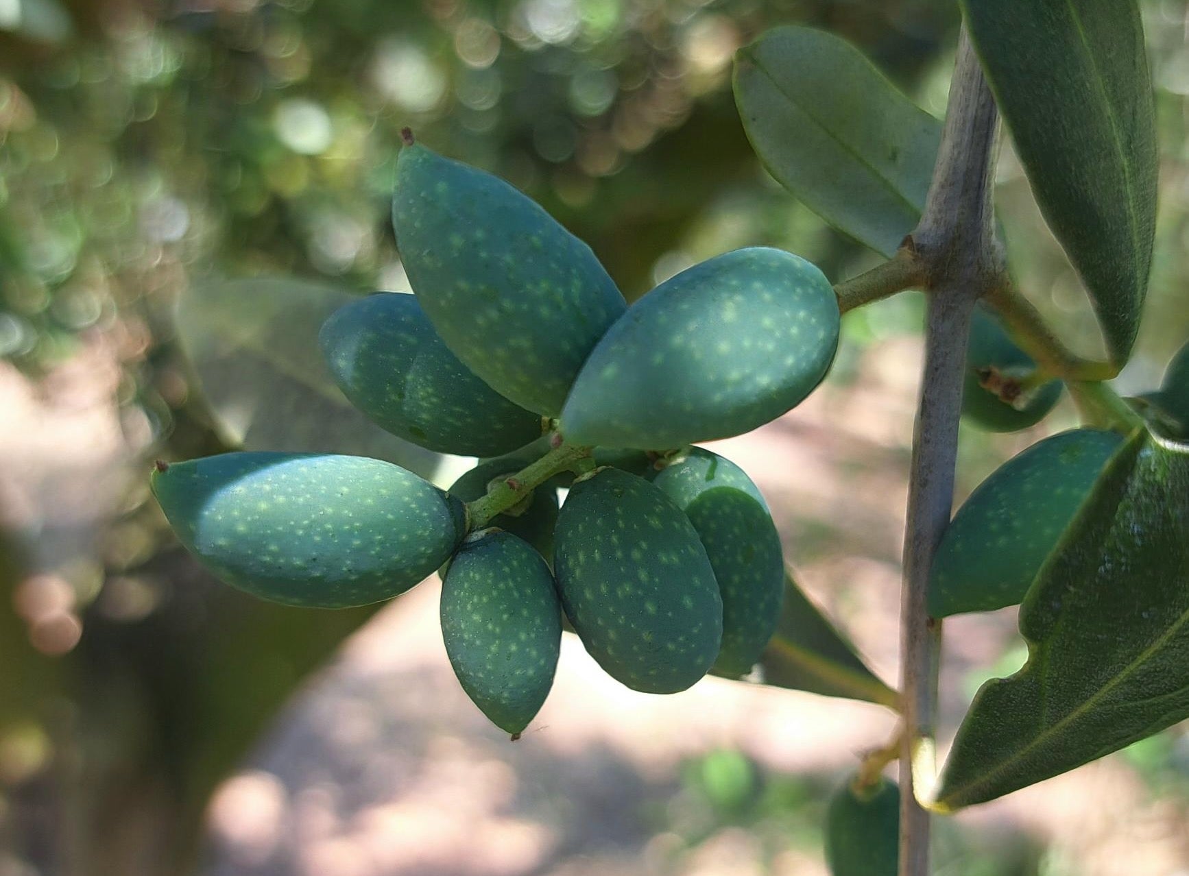 Olives joves | IRTA