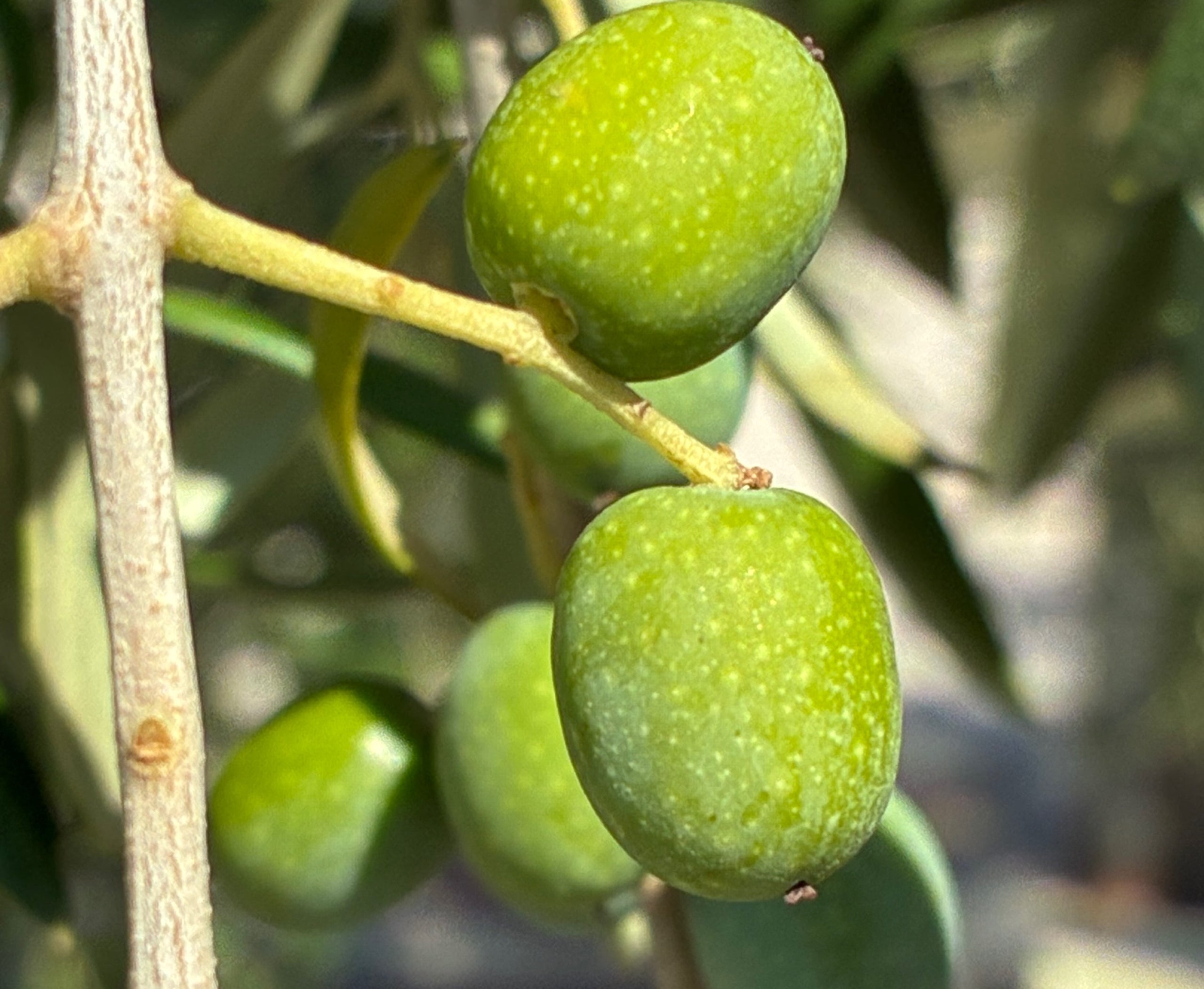 Olives ben hidratades de la varietat Arbequina ben regada | IRTA