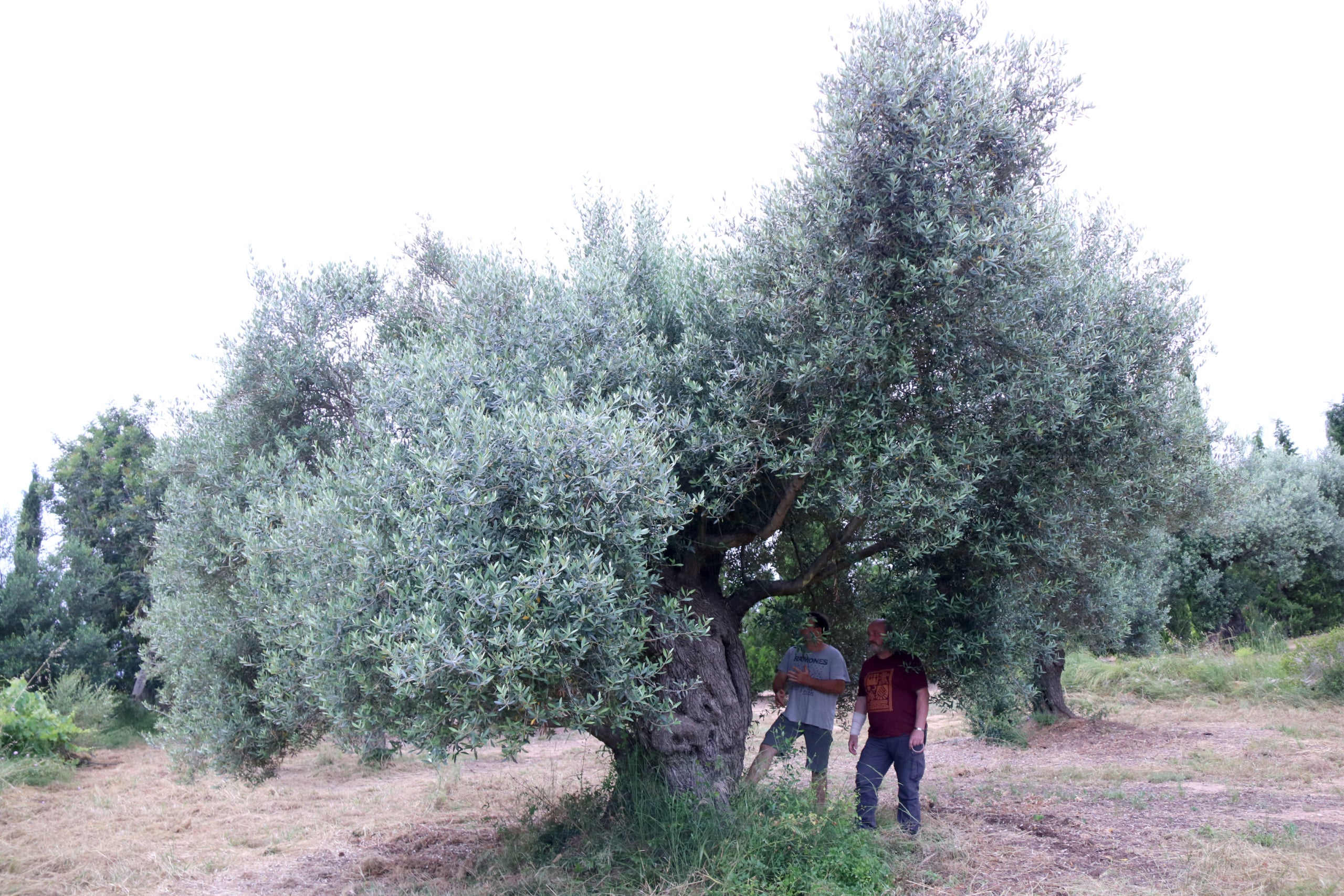 Olivera mil·lenària | ACN