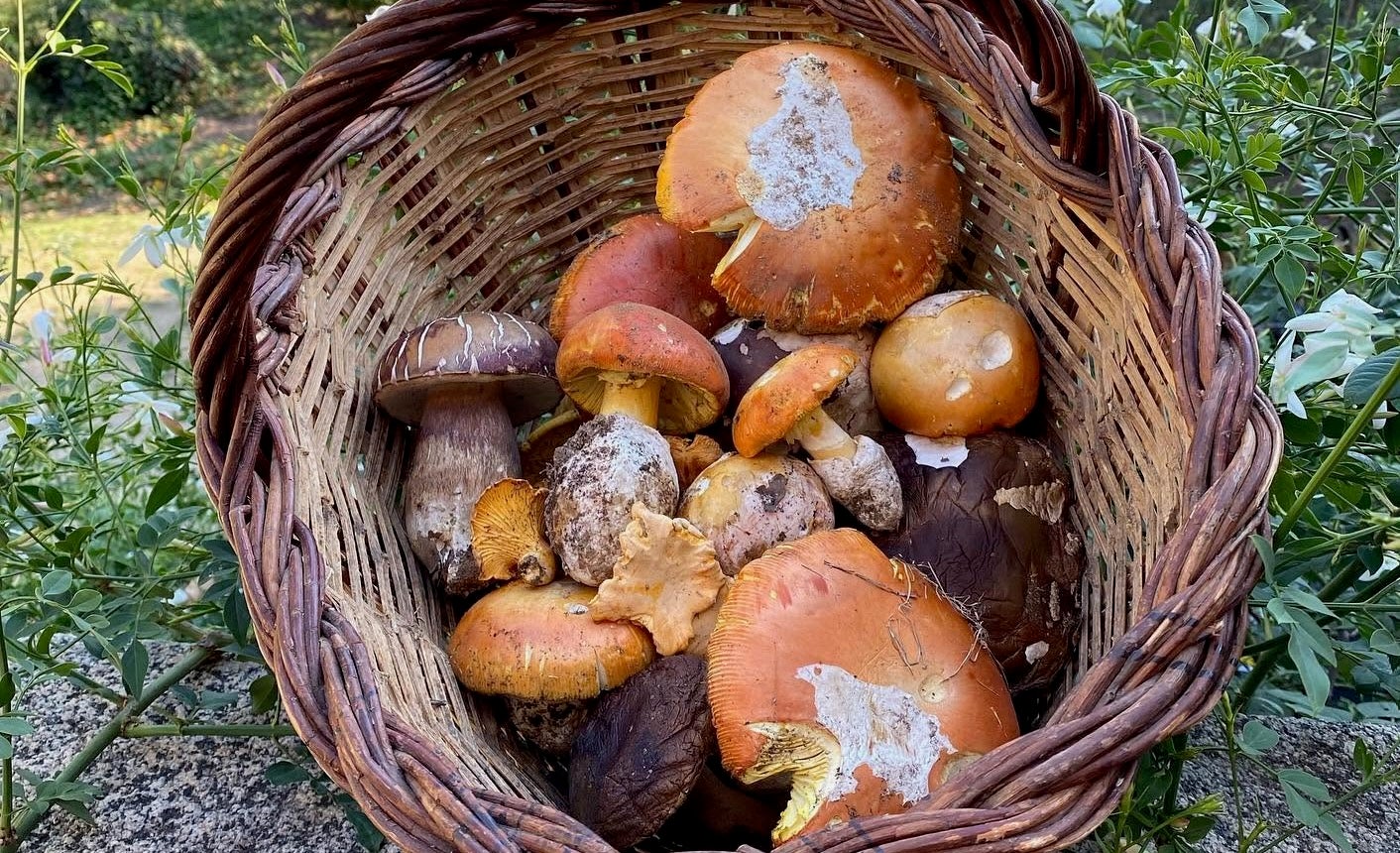 Cistell de bolets amb ceps i ous de reig | Can Massot
